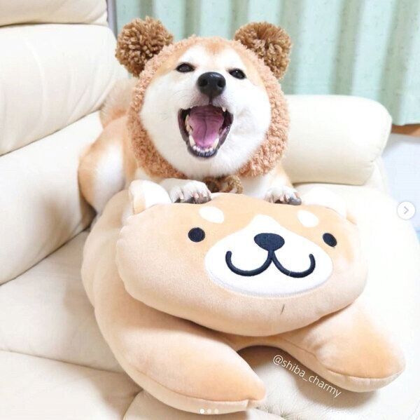 クマのかぶりものをかぶるチャーミーちゃん