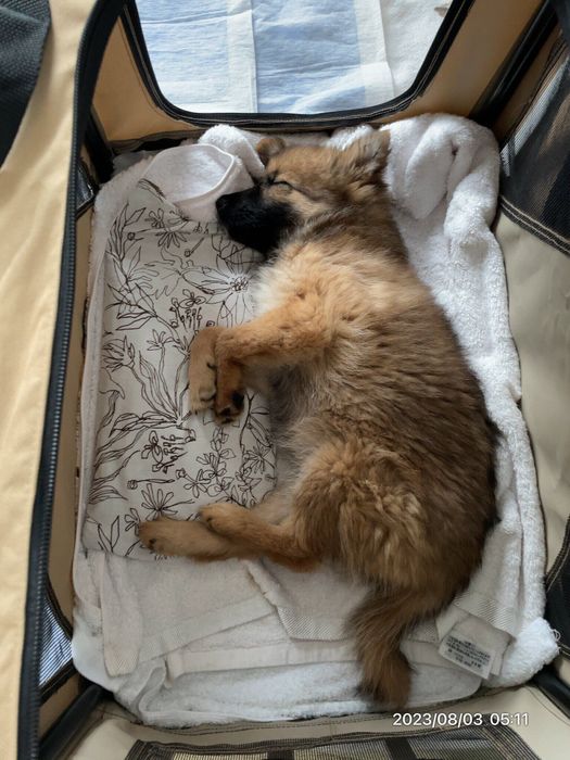 お迎え当日、すやすや眠る犬 生後3カ月