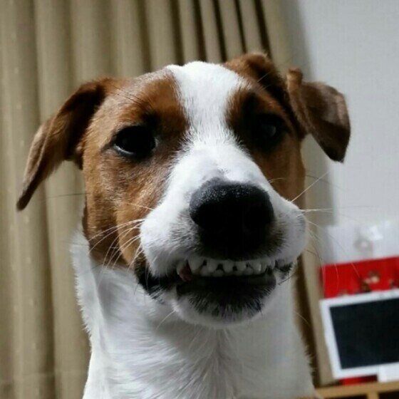 パーソン・ラッセル・テリア