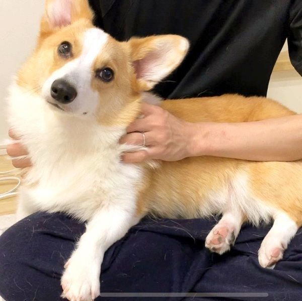 膝の上に乗るコーギー