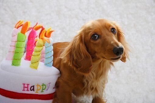 ミニチュア・ダックスフンド