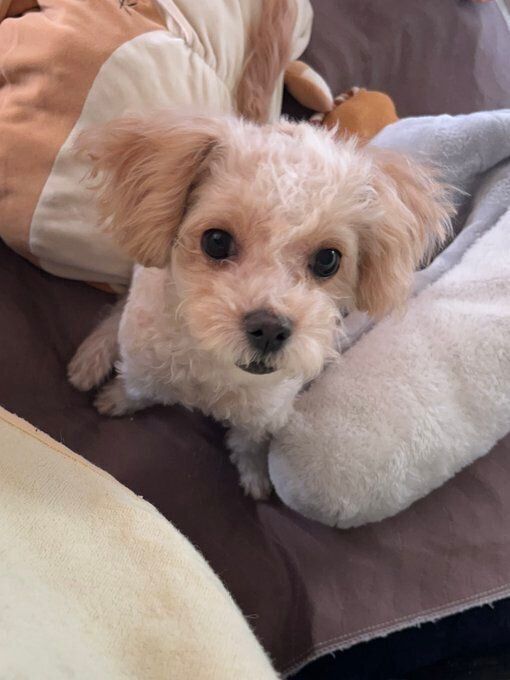 生後5カ月の犬