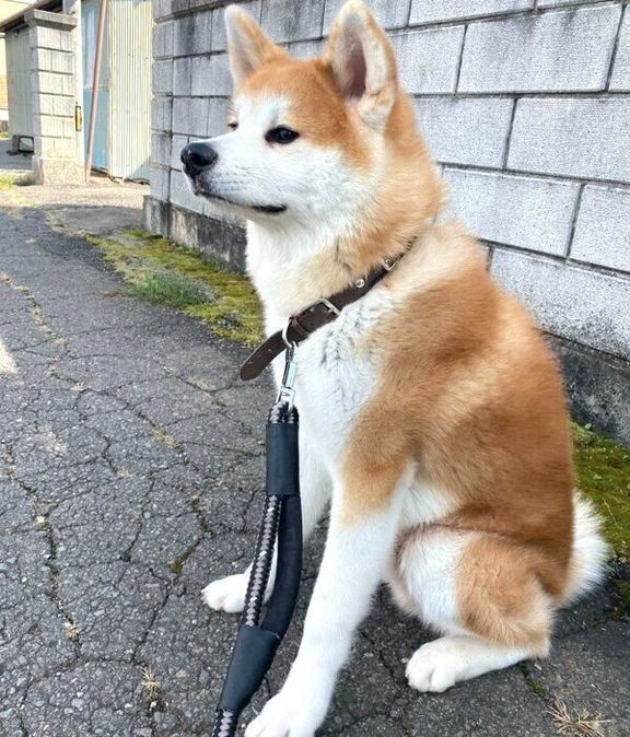 お座りをする福くん