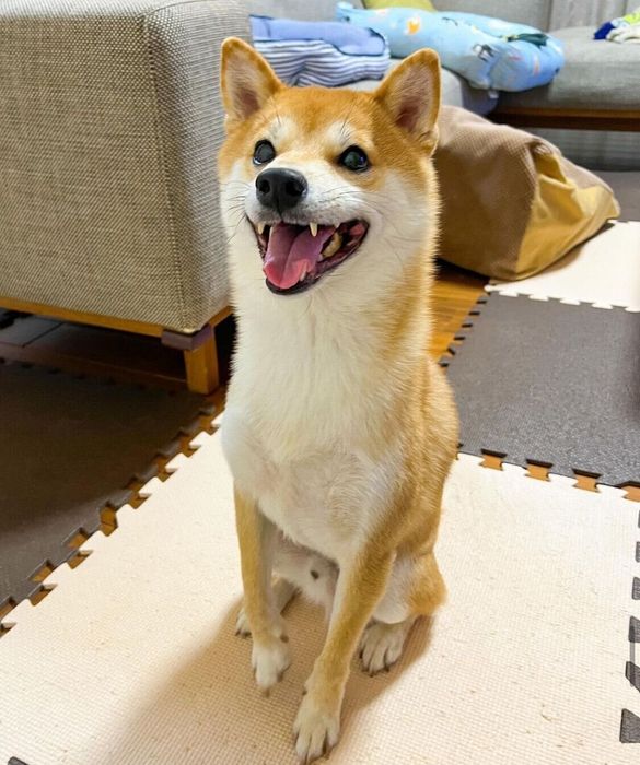 ニコニコなころたくん