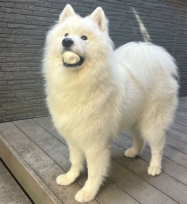 ボールをくわえるとうふくん