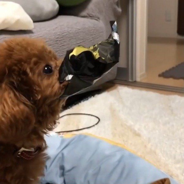 トイ・プードル