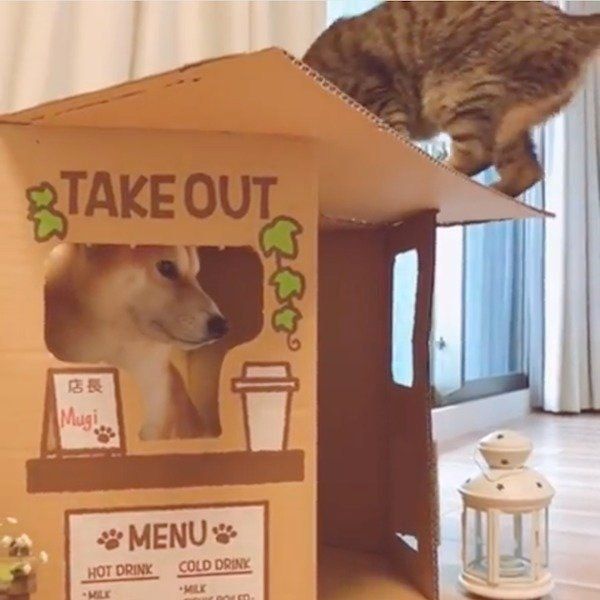 店番をするワンコのところにネコ店長が見回り まさかの展開に いぬのきもちweb Magazine