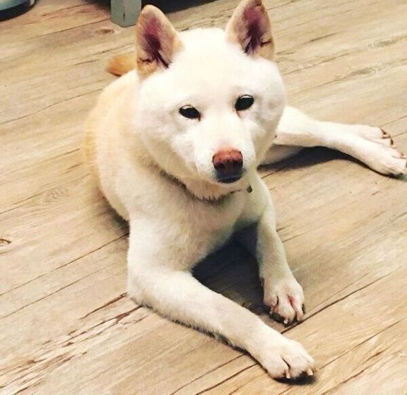 1週間のトライアルを経て、正式に家族になった日の福来くん