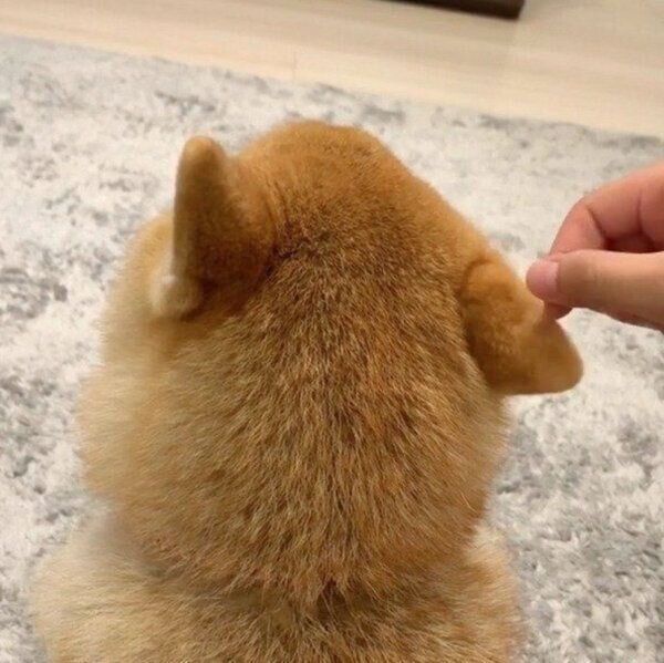 耳が動いてしまう味噌ちゃん