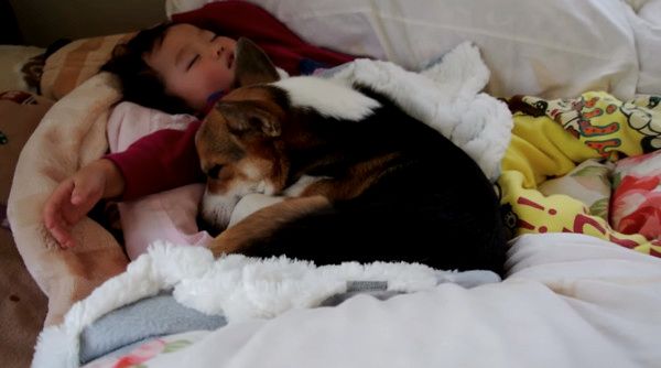 添い寝するコーギー