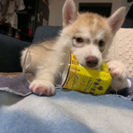 ペットボトルをかじるシベリアン・ハスキー