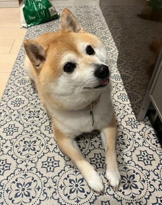 朝ごはんを待つくるみちゃん
