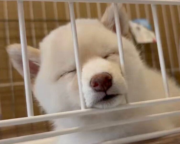 眠るこもちちゃん