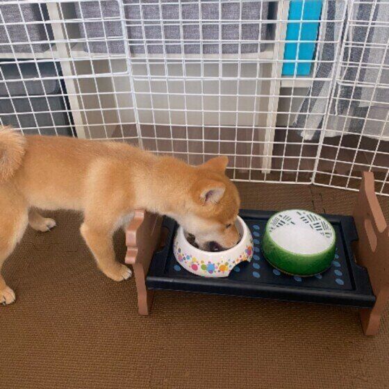 食事中の柴の大豆くん