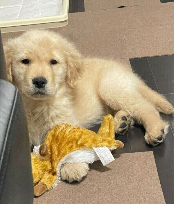 子犬時代のセナくん