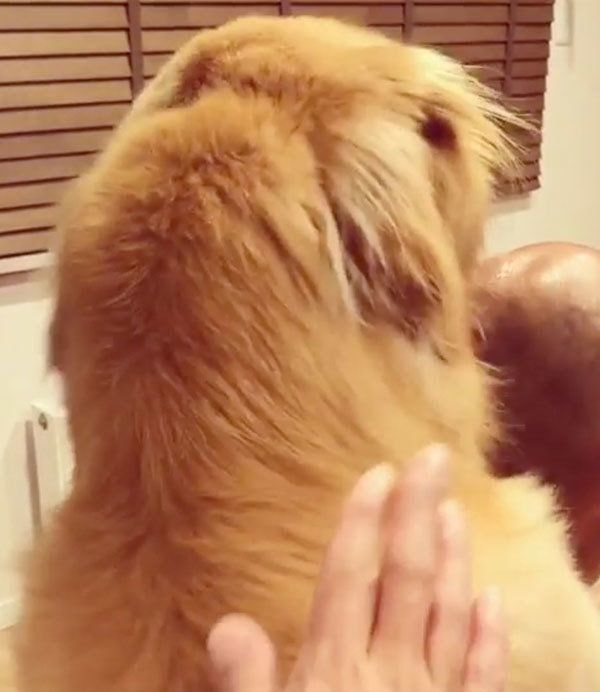 パパを舐めるゴールデン・レトリーバー