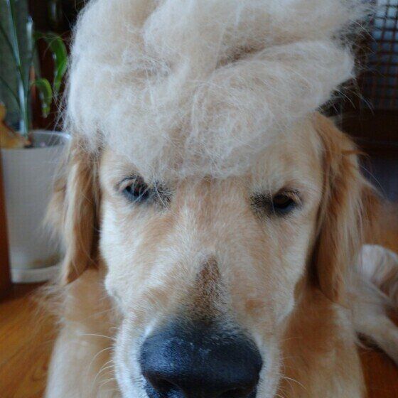  ゴールデン・レトリーバーのマックくん