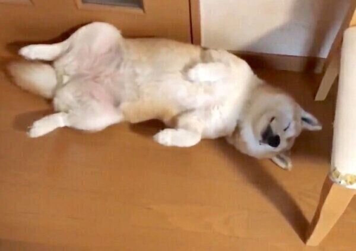 ドアの前でわざと 通行止め する柴犬に反響 過去には驚きの姿を披露していた いぬのきもちweb Magazine