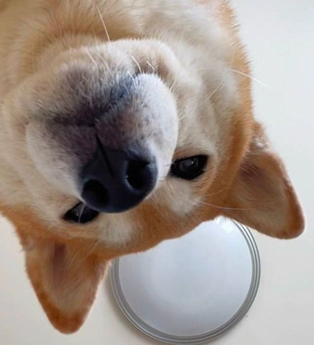 飼い主さんの顔をのぞくももちゃん