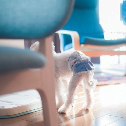 なんともかわいらしいおむつ姿