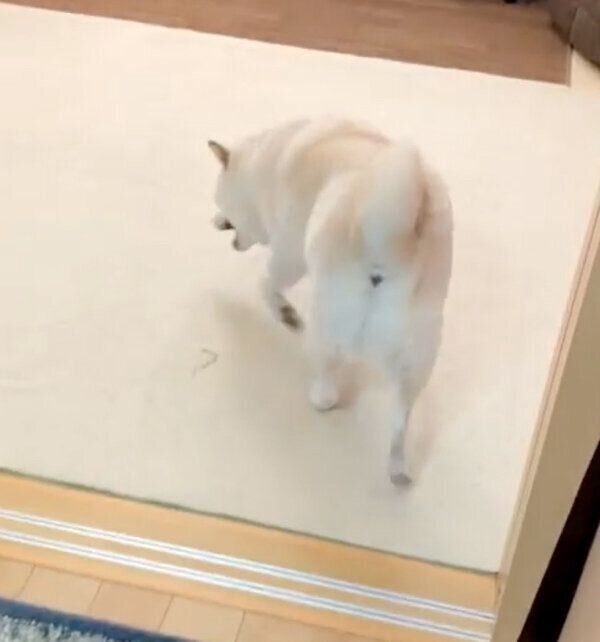 お散歩拒否するごん太くん