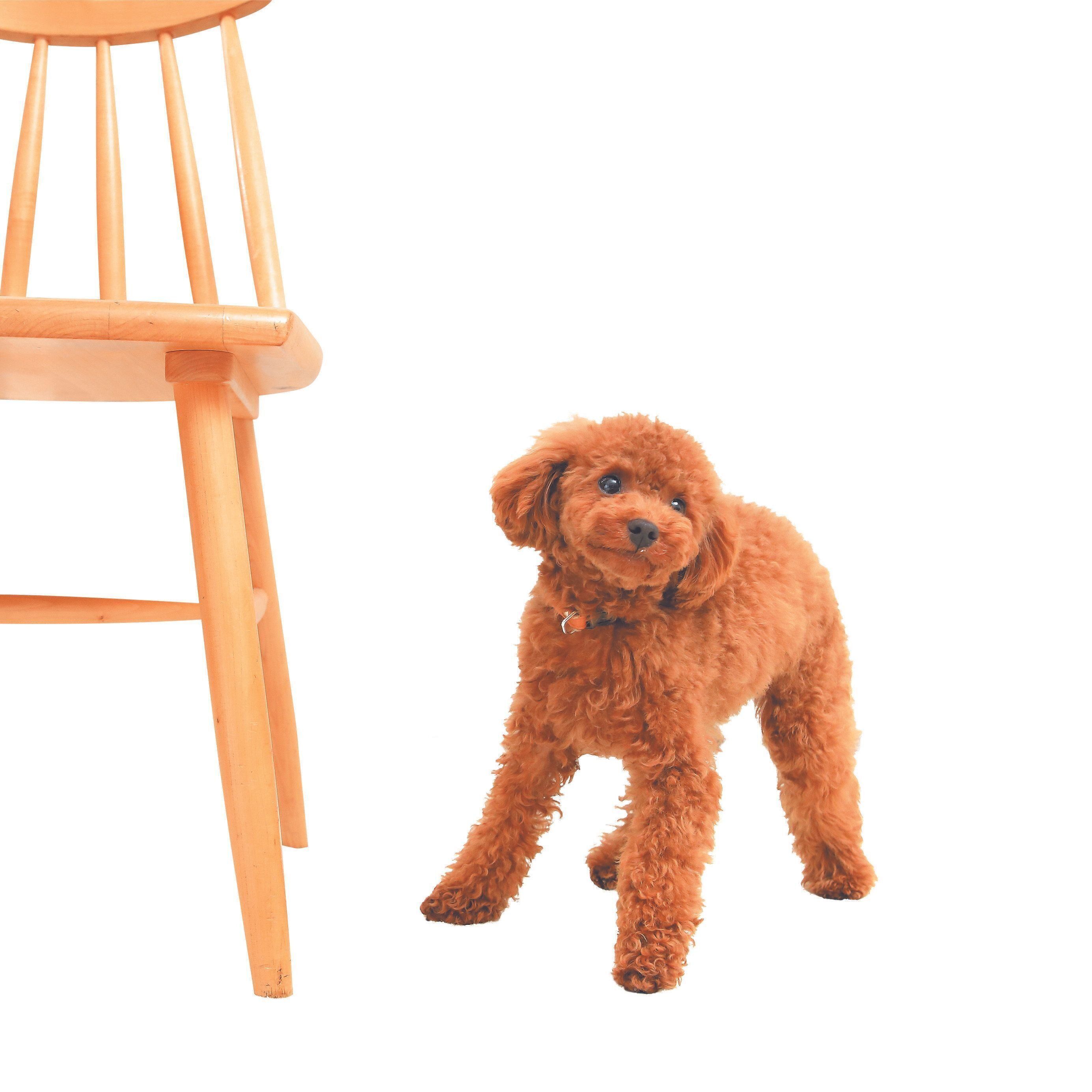 愛犬の気をひくのがコツ。目を合わせず声をかけて