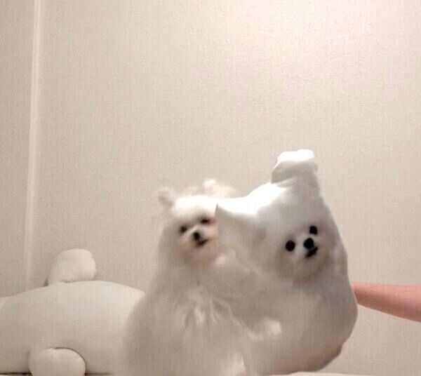 クッションで遊ぶかわいーぬちゃん