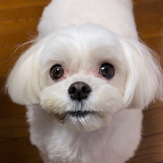 マルチーズのハクくん