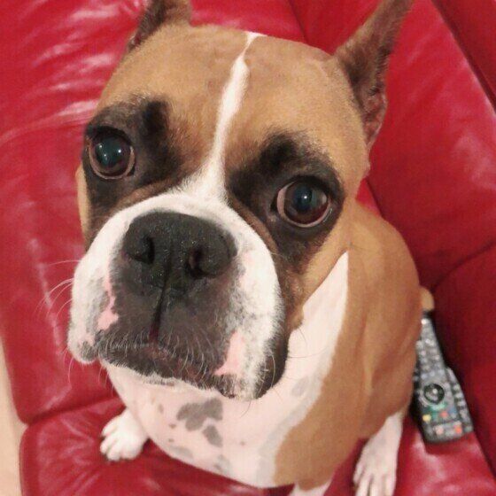 ブライトちゃん