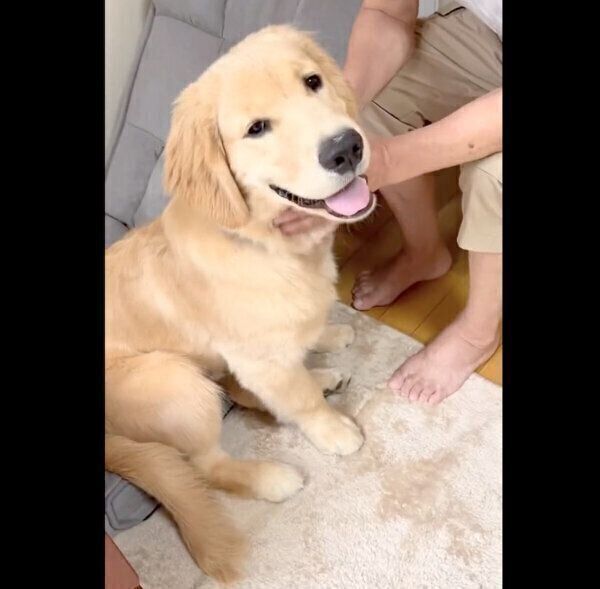 飼い主さんのお父さんにナデナデしてもらうポチタくん