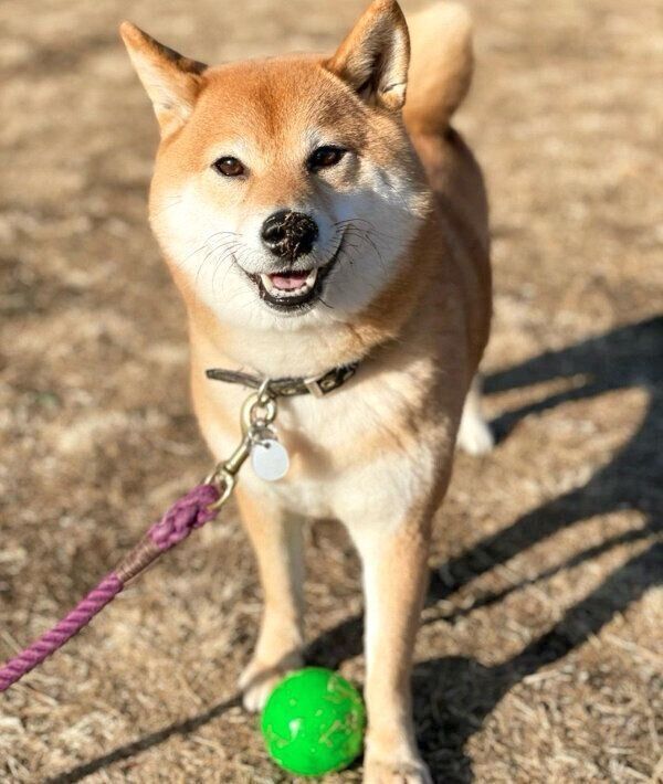 お散歩が大好きなエマちゃん