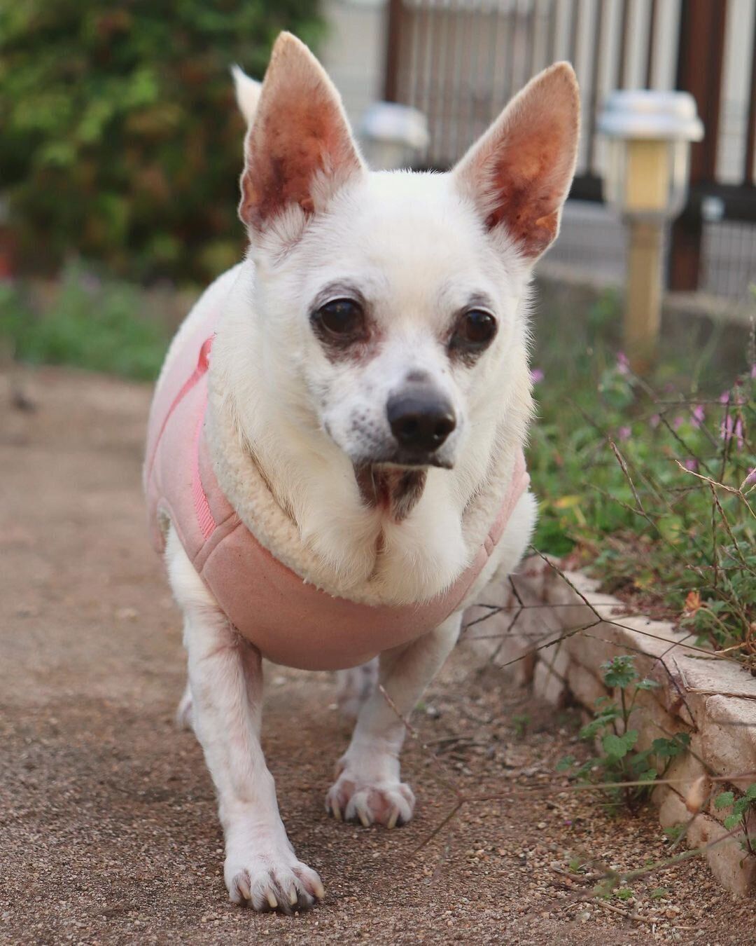 スムースチワワ あさひくん