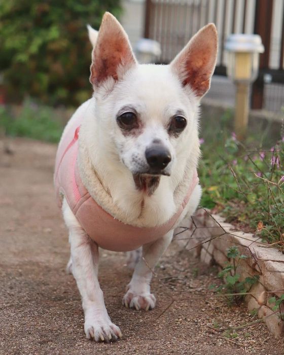 スムースチワワ あさひくん