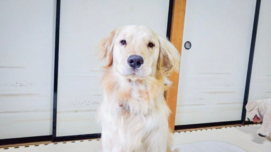 正面を向くイブくん