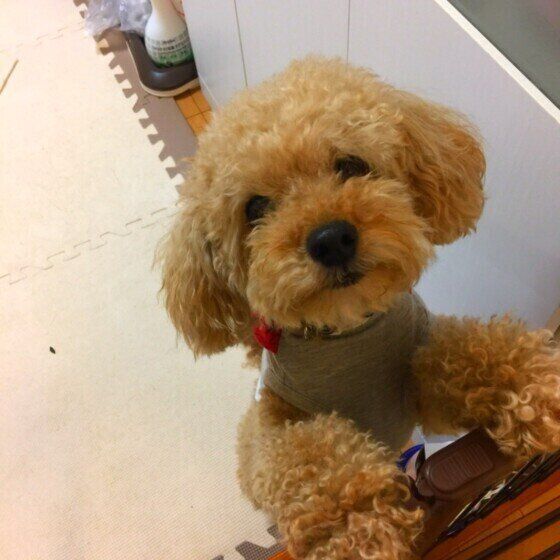 トイ・プードルのモコちゃん