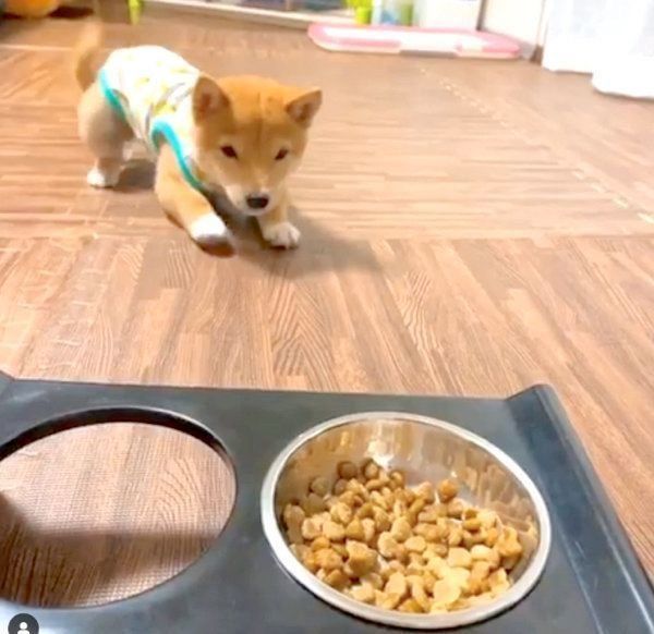 逆ハイハイする豆柴のうにくん