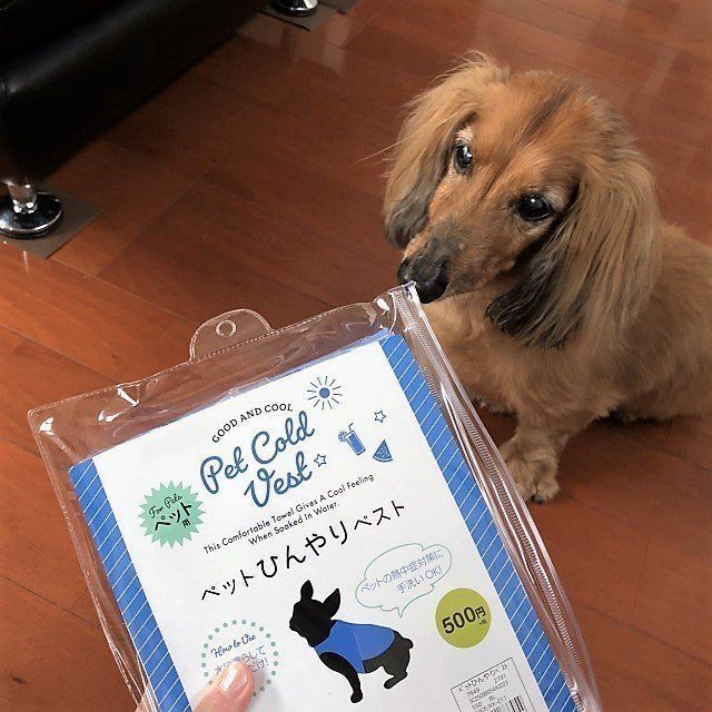 ひんやりベストに興味津々な愛犬
