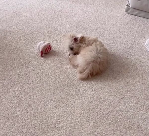 動きが止まる獅子丸くん