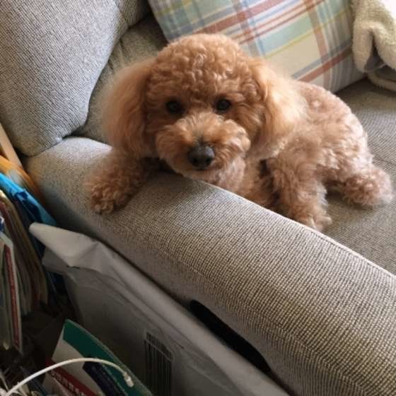 ごはんを待つトイ・プードル