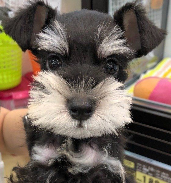 カメラ目線のかわいいわんこ