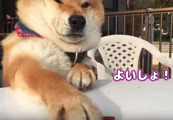 おやつが取れないワンコ