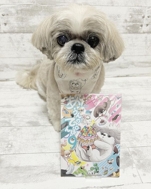 シーズー犬マンガてんぽshihtzu