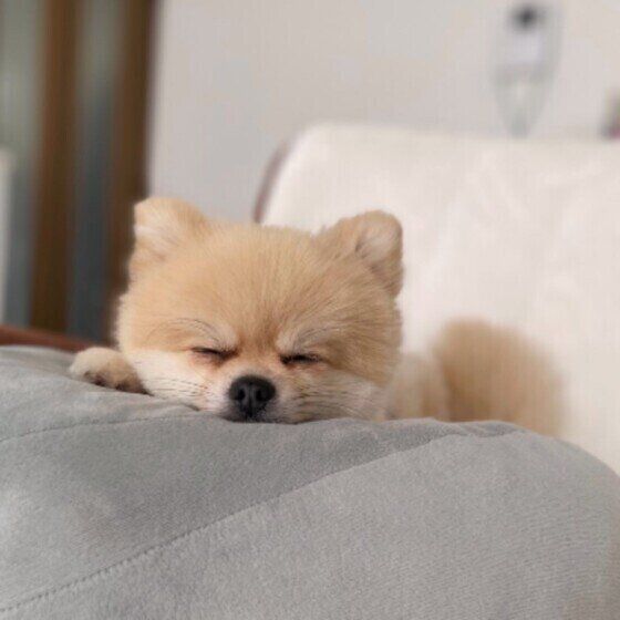 あごのせするこむぎちゃん（ポメラニアン）