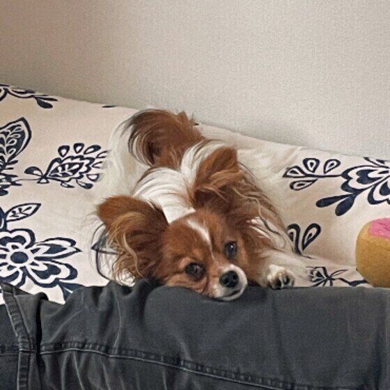 見つめるれおんくん（パピヨン）