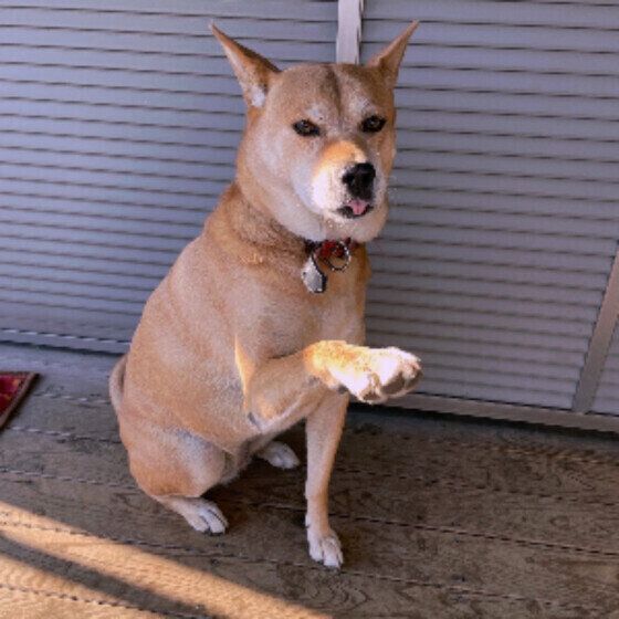 もしかしてこれって愛犬の関節異常？ 犬の膝や股関節の不調・病気に気がつくポイント いぬのきもち