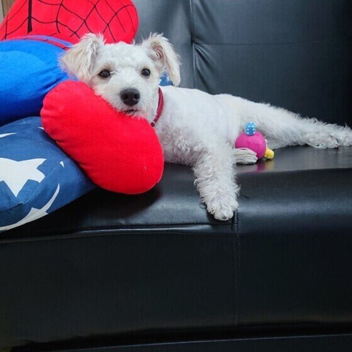 犬が遊ぶと実は危険 誤飲に注意したい家の中にあるアイテム4選 いぬのきもちweb Magazine 犬が遊ぶと実は危険 誤飲に注意したい家の中にあるアイテム4選 いぬのきもちweb Magazine