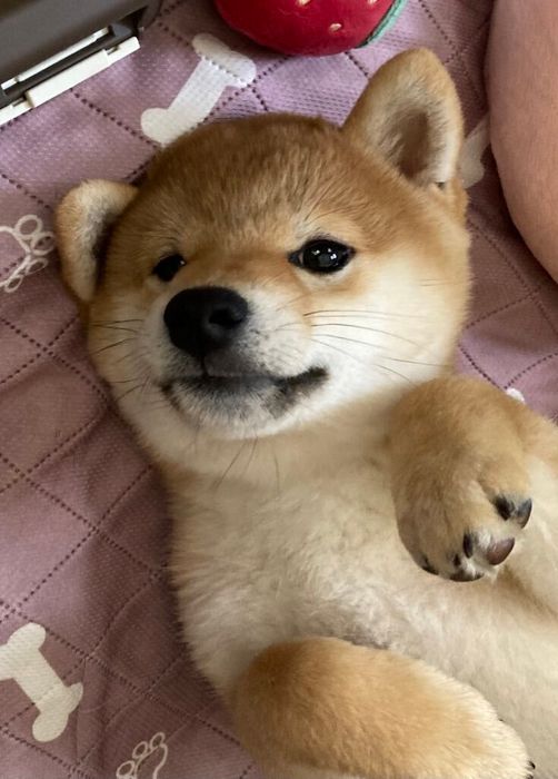 生後3カ月の柴犬