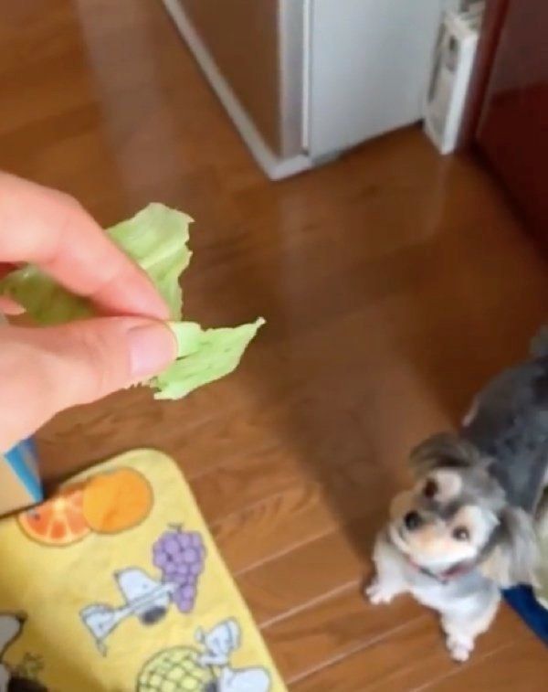 レタスをゲットしようとする犬