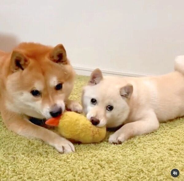 遊んでいるモチ代さんと豆千代くん
