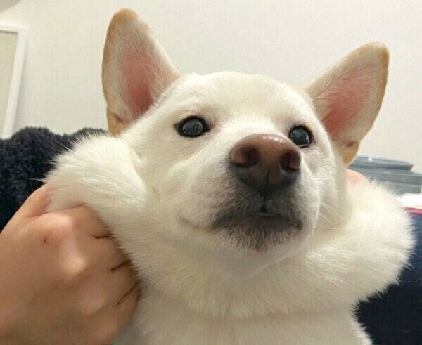 もふもふなおこめくん